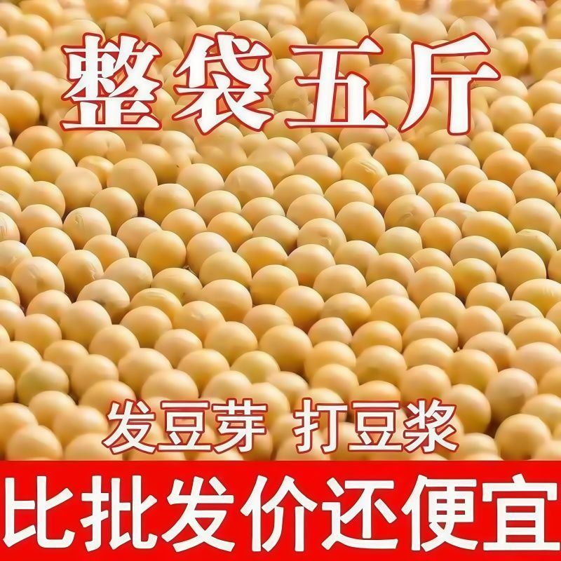 新货东北黄豆农家豆浆豆芽新鲜黄豆黑龙江黄豆芽黄豆专用非转基因