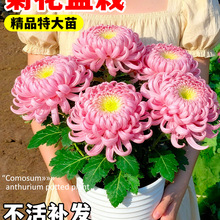 �ջ����Ԏ������҃��⻨��ǧ�^���r�����ļ��򻨻�ֲ��