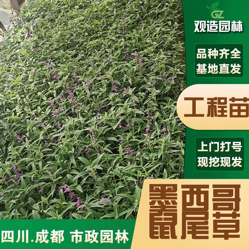 Мексиканские саженцы шалфея Сычуань ландшафтный дизайн двора сад многолетник многолетнее растение для покрытия почвы цветок зеркало саженцы растений