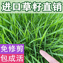 �ļ����ƺ�N�ӹ��������Ѱ����ͺ��ͺ�ͥԺ�e�����̾G���o�²ݷN