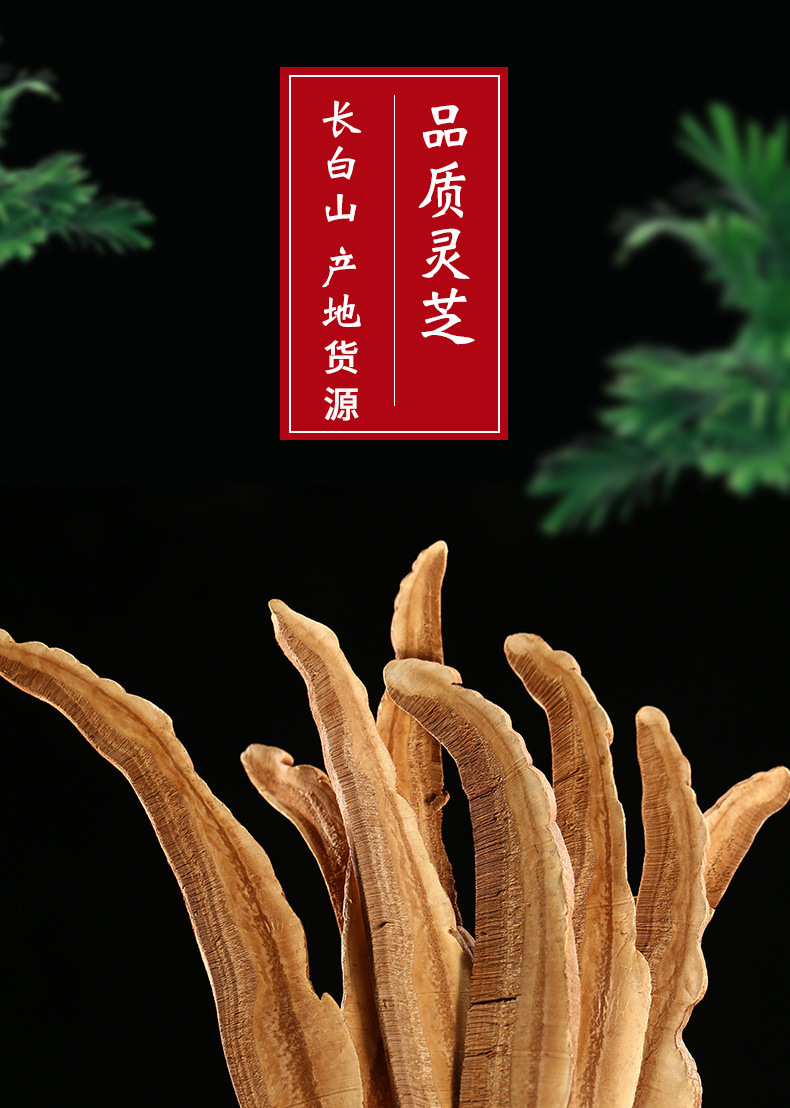 Reishi Mushroom Powder (Ganoderma lucidum) — Changbai Mountain Ling Zhi Spore & Fruit Body Powder, 500g overview
