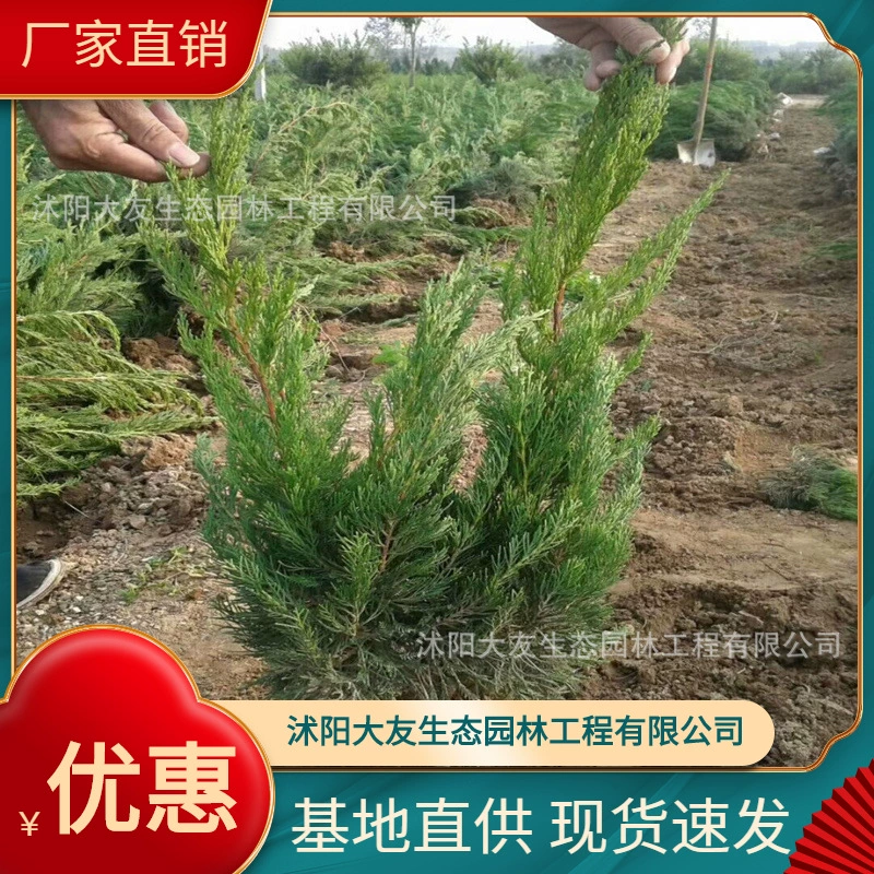 Базовая оптовая продажа собственного производства крупнолистовые саженцы частинок живописные места озеленение дороги озеленение инженерия озеленение саженцев