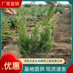 基地批发 自产自销大叶女贞苗木 景区造景道路园林工程绿化苗