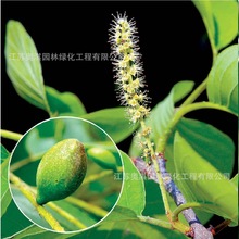 �����N�ӿ��ӷN������X���X���X�����΢ë�X���S�L�Ӹ߳�ѿ��