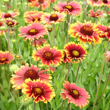 ���˾շN���ﲥ�ݻ��N���ͺ���������Ƥ�շN�ӈ@�־��^�G��������