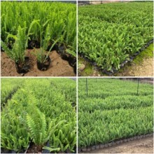 ��S���l�Iާ ��ꎵر��Źǲ�