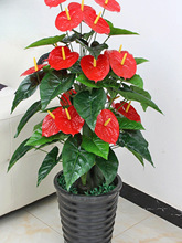 �٘伪��t�����\�ٻ�ֲ�����ϻ��Gֲ������Դ��Ϳ͏d�b�