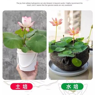 ˮ����ɏ�N�����ļ�˯ɏ�ɻ�ˮ�Bֲ��Nź���B�����~�X�ݲ��ѷN��