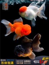 ���~�^�p�~̩�{���{�Q피t��ˮ��ˮ�~�{���^С�tñ�~�����^���~