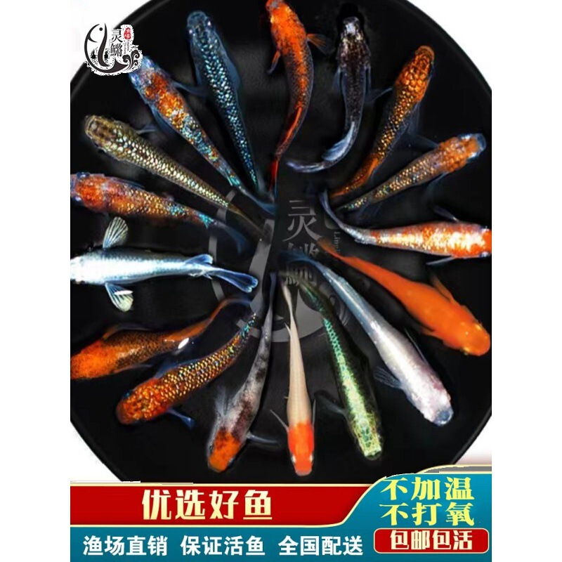 Blue Medaka Freshwater Ornamental Fish Magic Fish Cold Water Fish Small Koi Goldfish Live Aquarium Pets Free Shipping Blue Medaka Freshwater Ornamental Fish Magic Fish Cold Water Fish Small Koi Goldfish Live Aquarium Pets Free Shipping