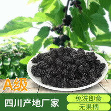 A级桑葚干新货四川厂家食用免洗即食无沙黑桑椹果茶电商散装批发