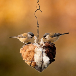 ���Ԍ��ñ�y����Bird Nesting Heart Outdoor�B���đ���ͥԺ�b�