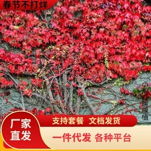 一件代发爬山虎苗攀爬藤植物庭院户外凌霄三叶红色爬山虎苗四季不