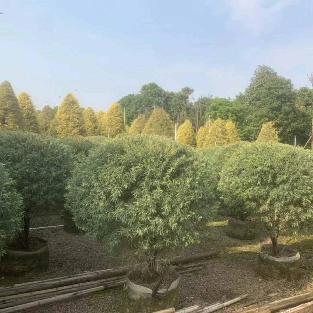 2302 база поставляет красивые цветы и цветы