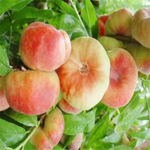 Wholesale of Fruit Tree Seedlings from the North and South, New Varieties of Peach Tree Seedlings, American Red Flat Peach, Sweet and Crisp, Can Be Potted