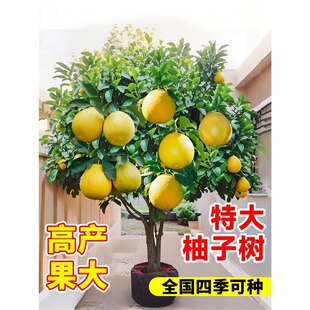 �ش�̖���Ә������ɳ���ֹ���t��ʯ�޽Ӵ����ϱ���ͥԺ���Ե���