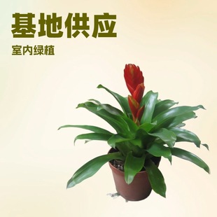 Base Supply of Indoor Green Plants, Ornamental Pineapple, Karui Red Yingge, Starting from 5 Pots, Office Florals, Small Potted Plants Wholesale