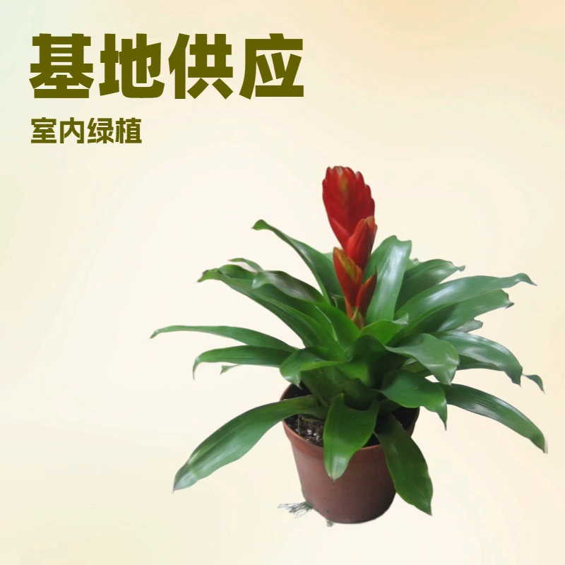 Базовые поставки в помещении зеленый декоративный ананас Carrie Red Yingge 5 горшков офисные цветы маленькие горшки оптом