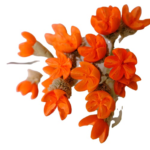 Dried flowers, pistachios, dried flowers, open smile sticky flowers, combination flowers, cross fruits, interior decoration materials, Yunnan manufacturers wholesale