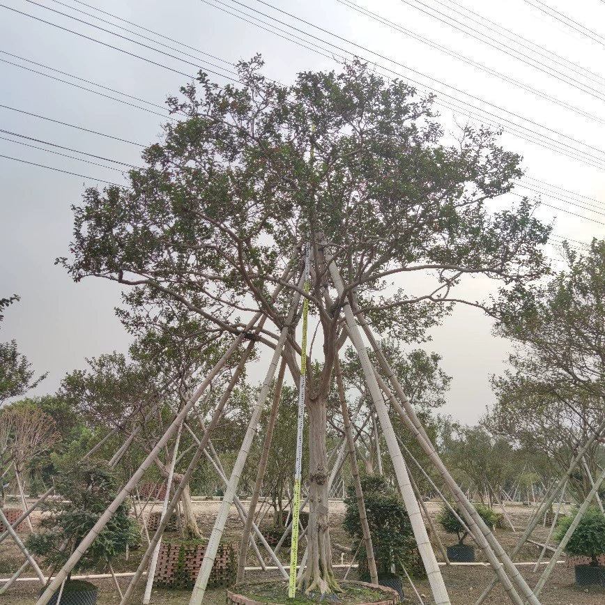 2111 Поставка родной бутик сафлор Lagerstroemia 20cm дворик Вилла с мелкими листьями Lagerstroemia
