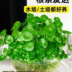大叶铜钱草水培植物室内好养鱼缸水草水养金钱草花卉绿植盆栽