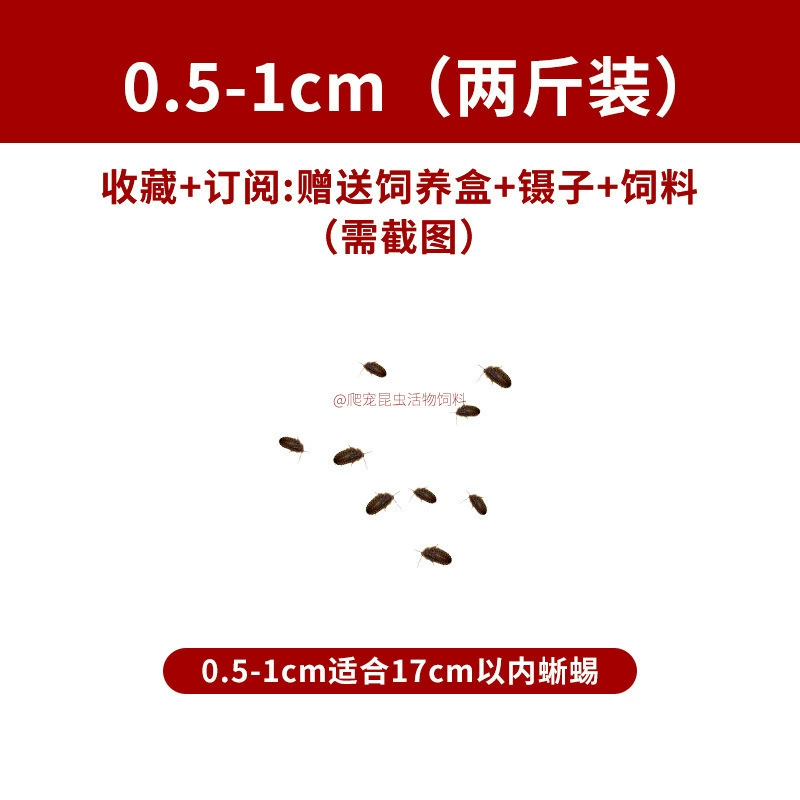 [杜比亚蟑螂昆虫爬宠活饵饲料新成体繁殖组半斤中国]