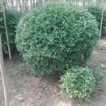 ˮϞ��ˮϞˮϞ��ˮϞ��ˮϞ�I�B������~ˮϞ���~ˮϞ�G�h��ֱ�l