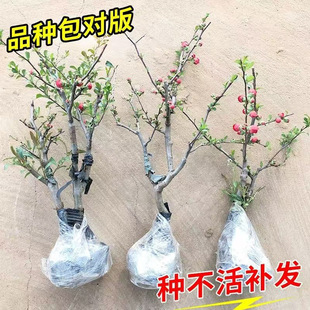 ���Ļ����Ԏ����������Ϙ��辰ͥԺ�ֲ̨�ﻨ�ܾGֲ�����m���G�}