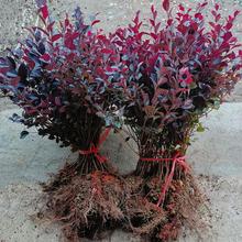 绿篱色块小苗红花继木苗 红桎木 红花继木球 庭院绿化行道工程苗