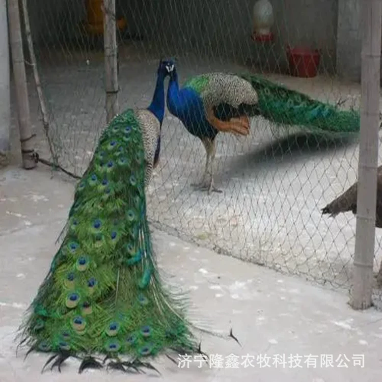 Павлиновая ферма продает живой вид синий павлин синий павлин саженцы цена