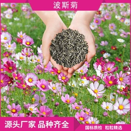 草种子;一二年生花卉;宿根花卉