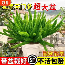 天门冬盆栽大苗草易养植物绿植盆种植盲盒绿箩吸甲醛盆栽