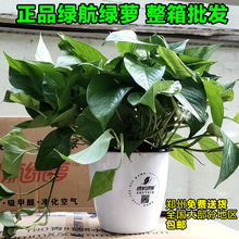 正品绿航绿萝客厅卧室除甲醛绿植物净化空气花卉盆栽大叶长藤绿箩