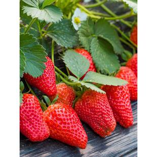 ��ݮ�N������ˮ�������ļ��҃��߲˲��Nֲ���N���ֲ̨�ﻨ�N����