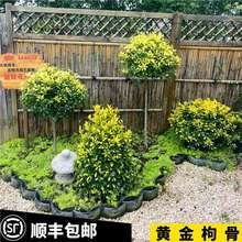 黄金枸骨狭叶冬青常绿乔木庭院多年生彩叶灌观叶花镜植物耐寒耐热