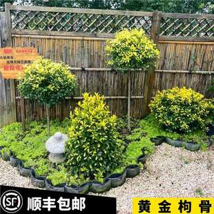 �S���۹ǪM�~���ೣ�G��ľͥԺ���������~���^�~���Rֲ���ͺ��͟�