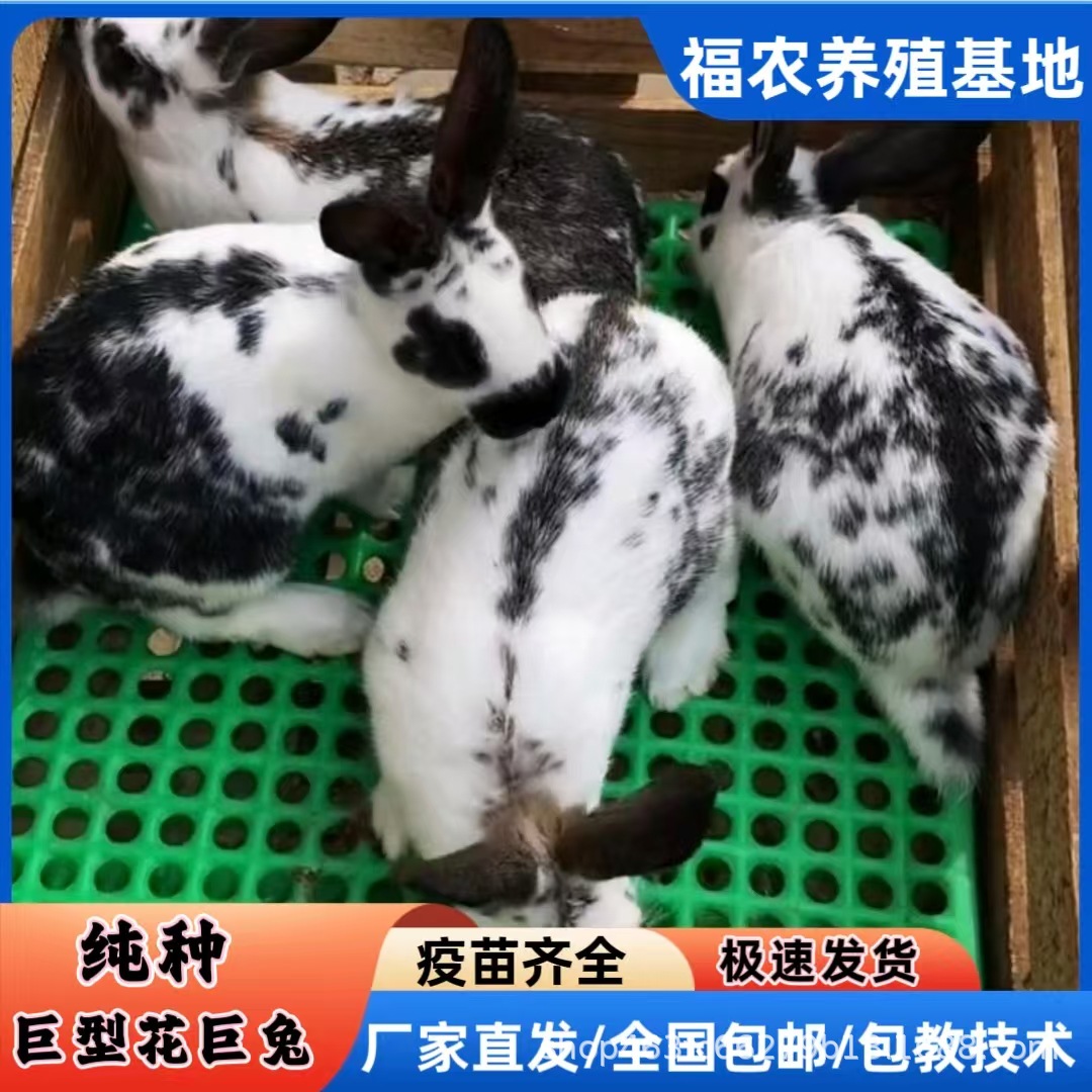 巨型花巨兔活体成年黑白花巨兔