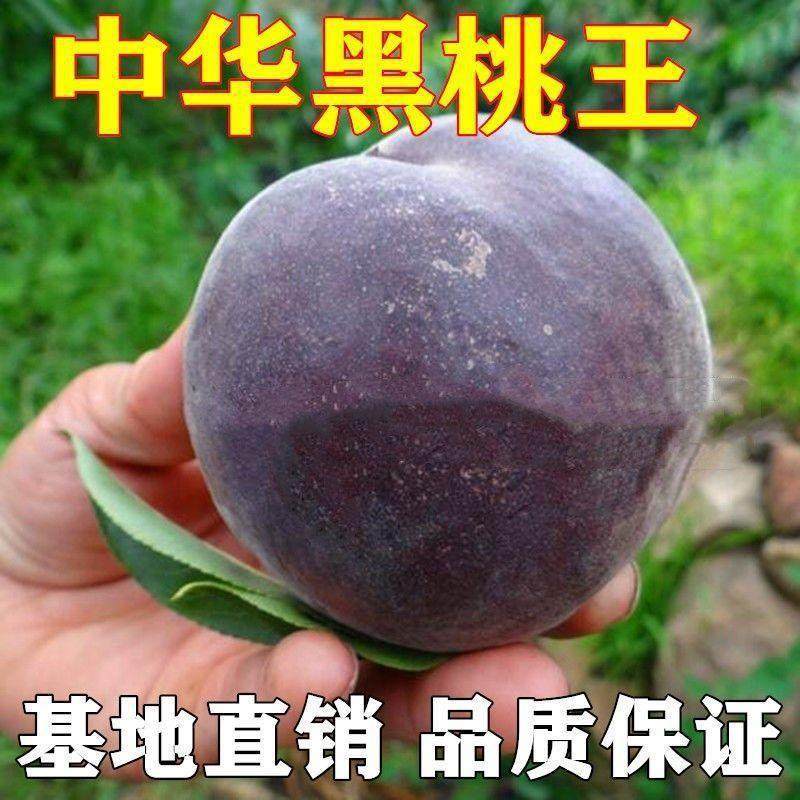 桃树新品种中华黑桃王桃树苗黑桃皇后树苗嫁接南北方种盆栽地栽