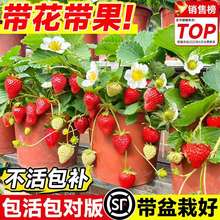 �����ش��ݮ�����ļ��Y���������Ԏ����������̨�ﶬ���Nֲ���