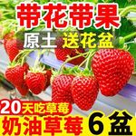 【带花带果】奶油草莓秧苗盆栽四季阳台种植南北方原土原盆果树苗