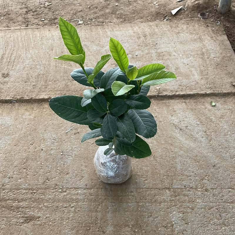 Perfume, árbol joven en maceta de limón con flores, flores comestibles con sabor a Luzhou, balcón, patio, pilas antiguas, resultados de la plantación
