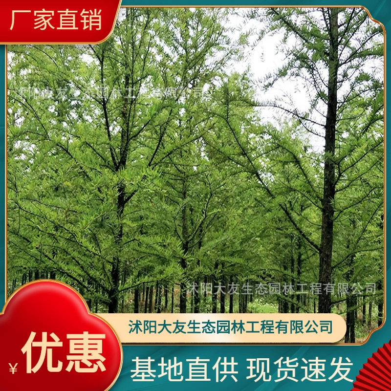 Базовая оптовая продажа саженцев пихты Чжуншань собственного производства в живописных местах ландшафтный дизайн Дорога Садовая инженерия Озеленение саженцев
