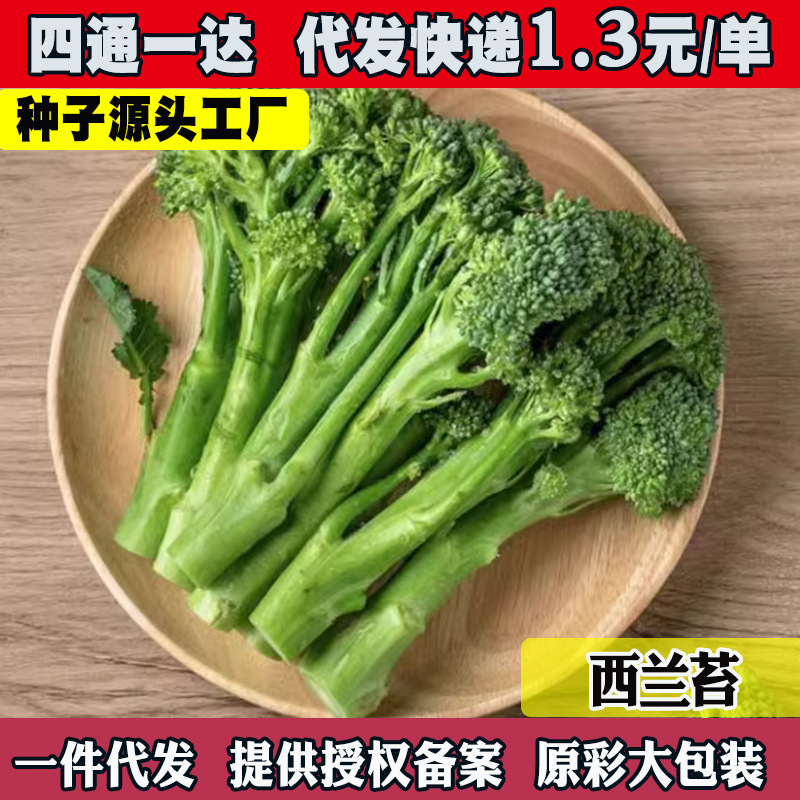 西兰苔种子绿西兰苔西洋芥兰西兰花夏天八月种植蔬菜种