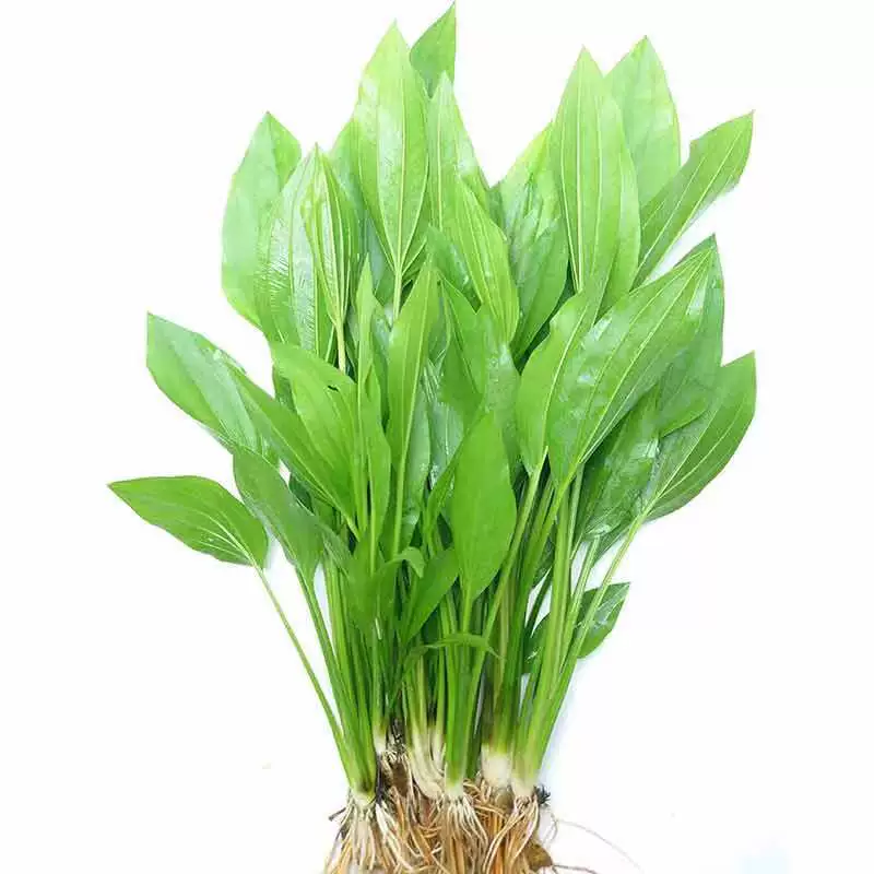 Аргентина Корона Настоящие Водные Растения Водный Бак Ландшафтный Отрицательные Хорошие Живые Водные Растения Оптом Корона Растения