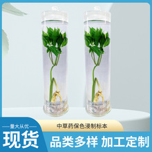 中草药保色浸制标本多种中草药保色浸制标本中草药生物教学器材