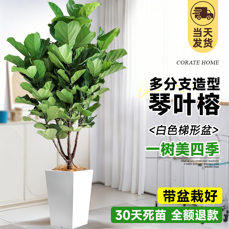 [초대형 및 다중 가지] 무료 갈색 실크! 스타일링 진예롱 1.5- 2m (흰색 사다리