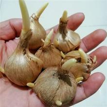 һ�����l�ؼt���N�򷬼t��ʳ���ͺ����ܷN�Ӷ������t�������ֲ��