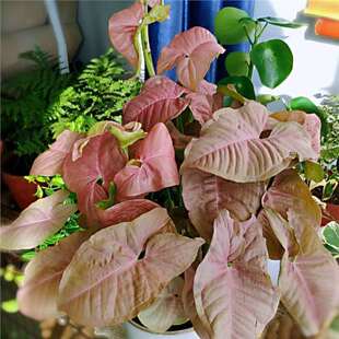 ���~�Ϲ����҃��������Խ�ͯ�ӾG���`�t�ۼ����ļ����໨�ܾGֲ