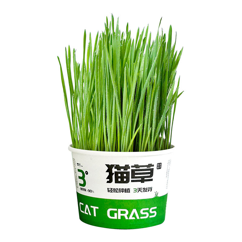 Kit de Cultivo de Pasto para Gatos, Hidropónico sin Tierra, para Expulsión de Pelos