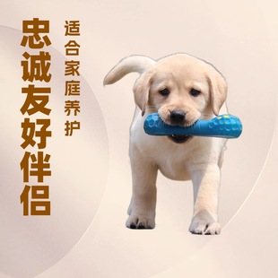 ���N����������Ȯ�̰�ɫ��ɫ����������äȮ��ȮС�߻��w���ﹷ��